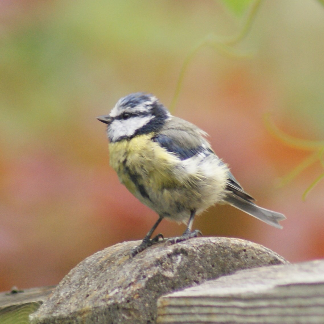 A bird